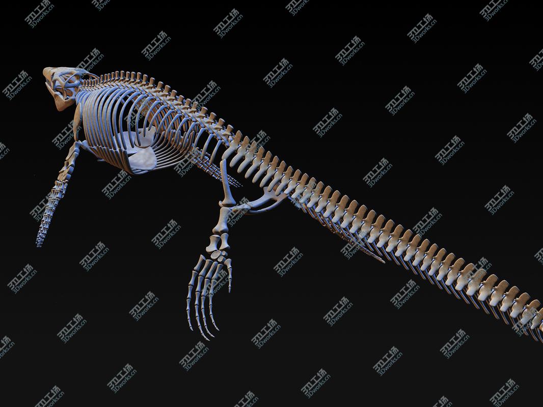 images/goods_img/202104091/Mosasaurus Skeleton model/3.jpg